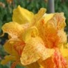Canna 'En Avant'