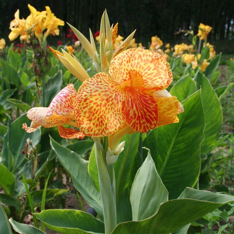  Canna 'En Avant'