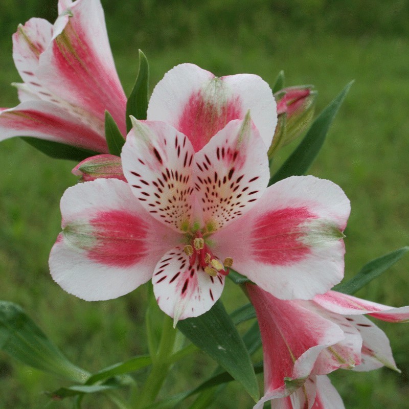 Alstroemère 'Roxane'