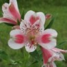 Alstroemère 'Roxane'