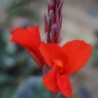 Canna 'Feu Magique'