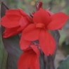  Canna 'Feu Magique'