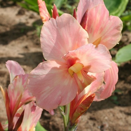 Canna 'Gnom'