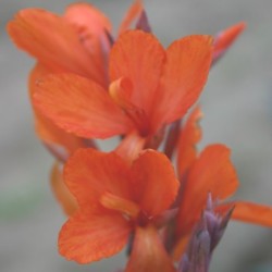 Canna 'Ibis'