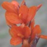 Canna 'Ibis'