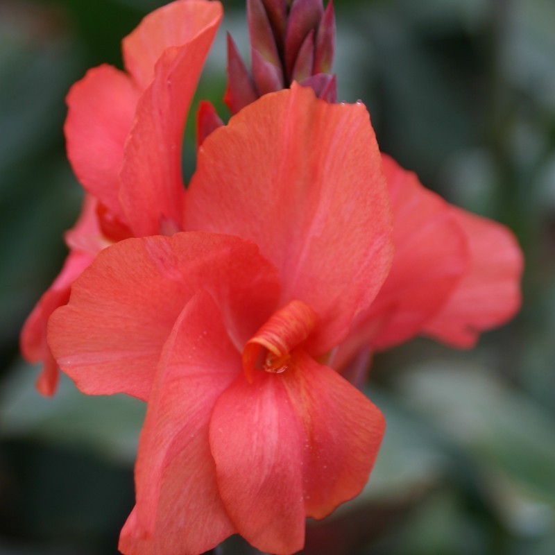 Canna 'Louis Cayeux'