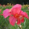  Canna 'Louis Cayeux'
