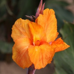 Canna 'Liberté'
