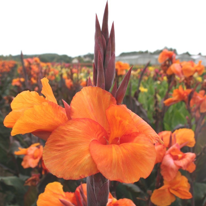  Canna 'Liberté'