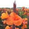  Canna 'Liberté'