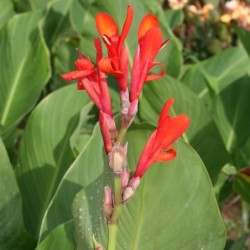 Canna 'Marabout'