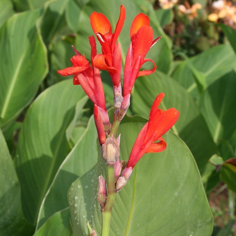 Canna 'Marabout'