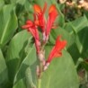 Canna 'Marabout'