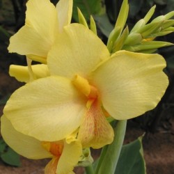 Canna 'Oiseau d'Or'
