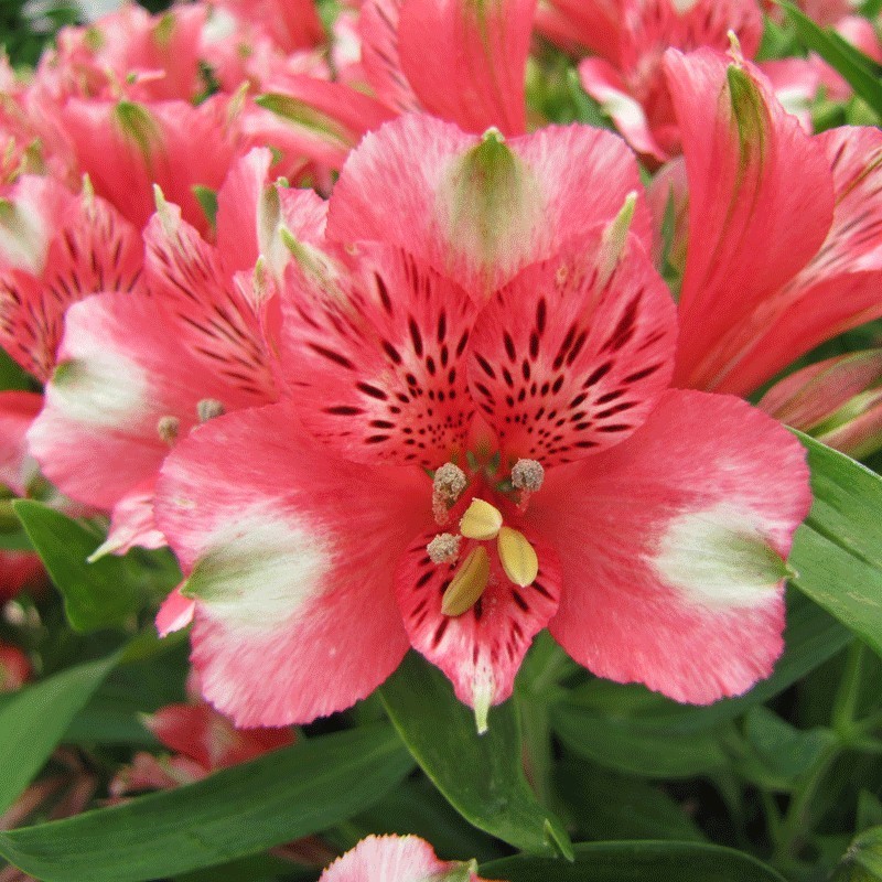 Alstroemère 'Chloé'