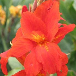 Canna 'Picador'