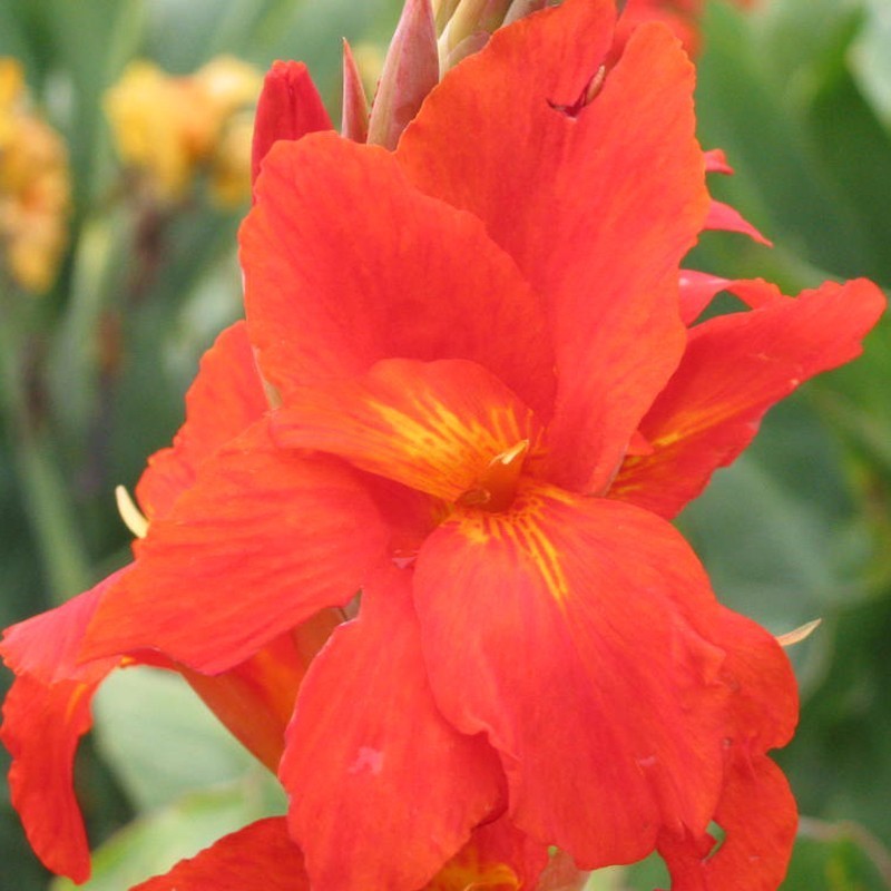 Canna 'Picador'