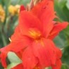 Canna 'Picador'