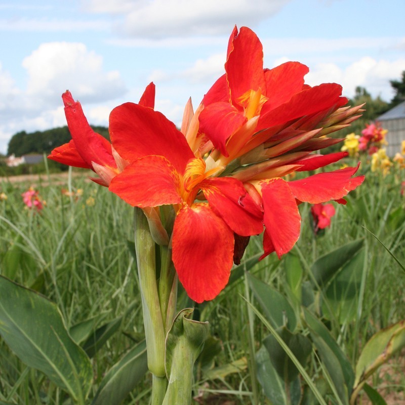  Canna 'Picador'