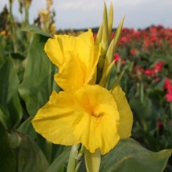 Canna 'Panama'