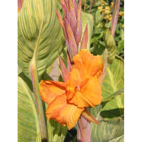 Canna 'Panach''