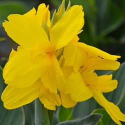 Canna 'Salsa'