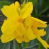 Canna 'Salsa'