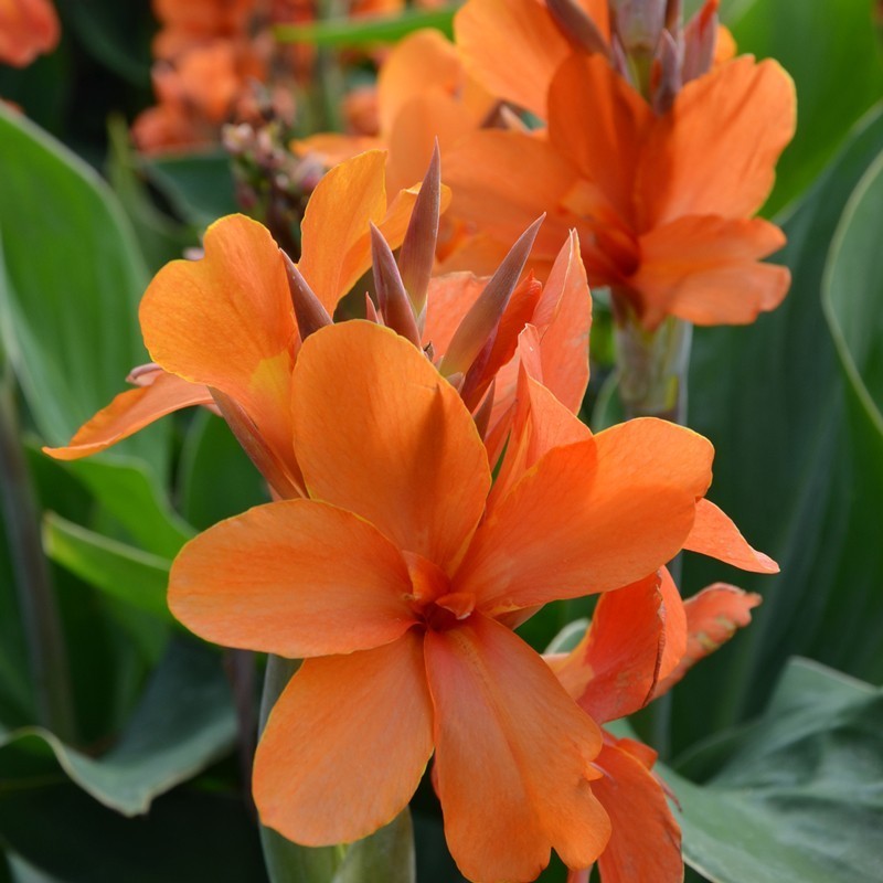  Canna 'Saumur'