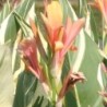 Canna 'Stuttgart'