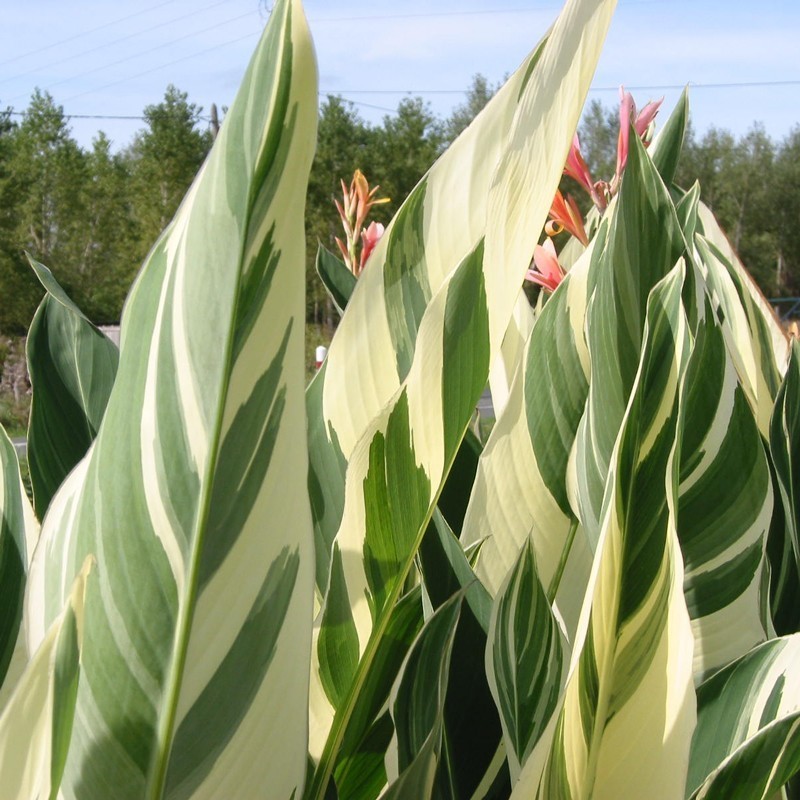  Canna 'Stuttgart'