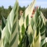  Canna 'Stuttgart'