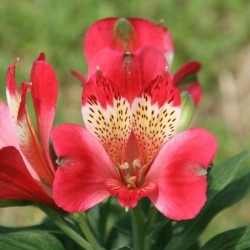 Alstroemère 'Stella'