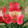 Alstroemère 'Stella'