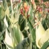  Canna 'Stuttgart'