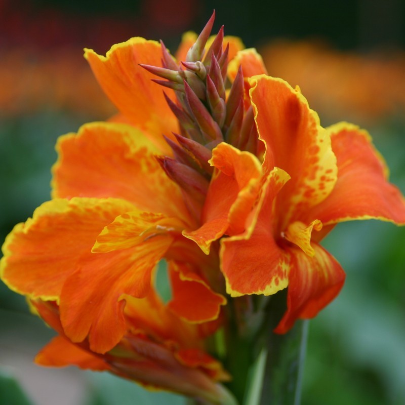 Canna 'Taroudant'