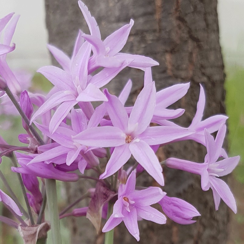 Tulbaghia variegata