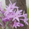 Tulbaghia variegata