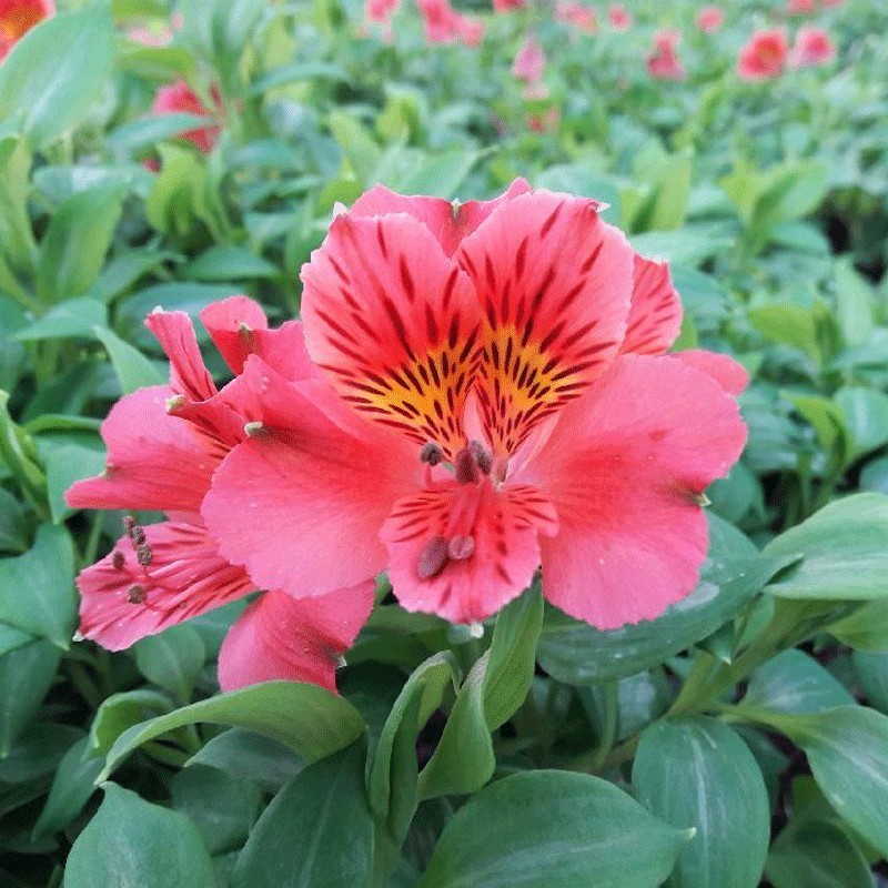  Alstroemère 'Elisabeth' ®