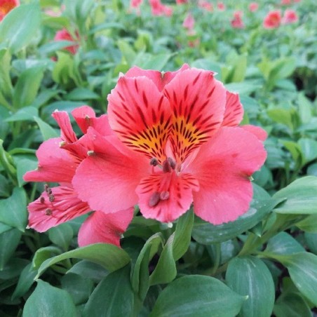  Alstroemère 'Elisabeth' ®