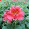  Alstroemère 'Elisabeth' ®