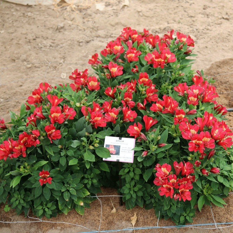  Alstroemère 'Stella'