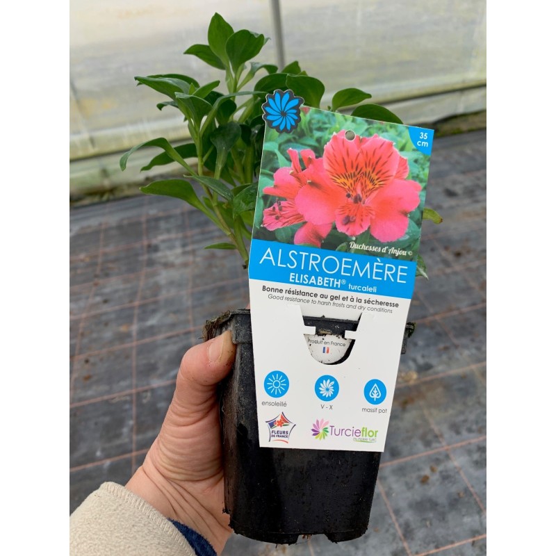  Alstroemère 'Elisabeth' ®