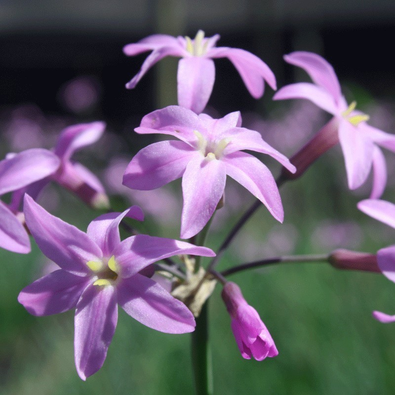  Tulbaghia Kilimanjaro