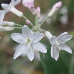 Tulbaghia Pearl