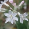 Tulbaghia Pearl