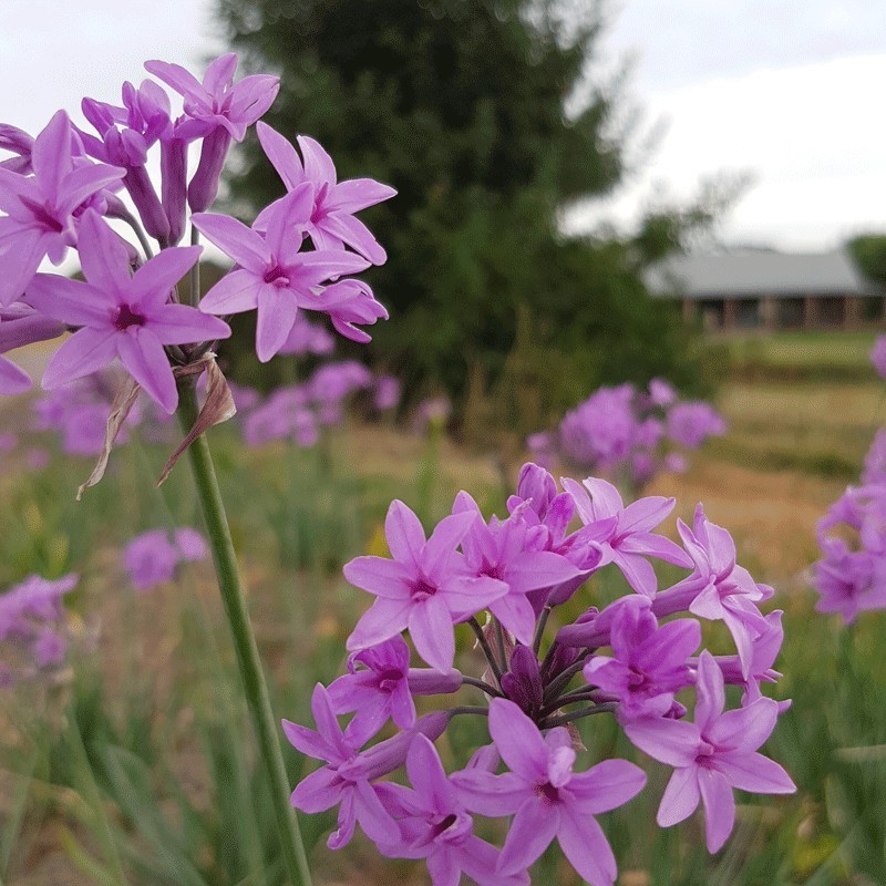 Tulbaghia Violacea