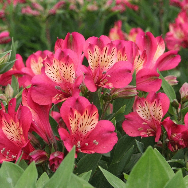  Alstroemère 'Gaspard'