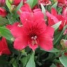 Alstroemère 'Léo'