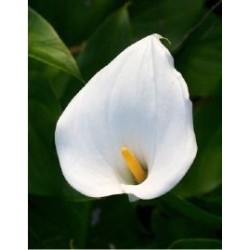  Arum blanc (Zantedeschia)