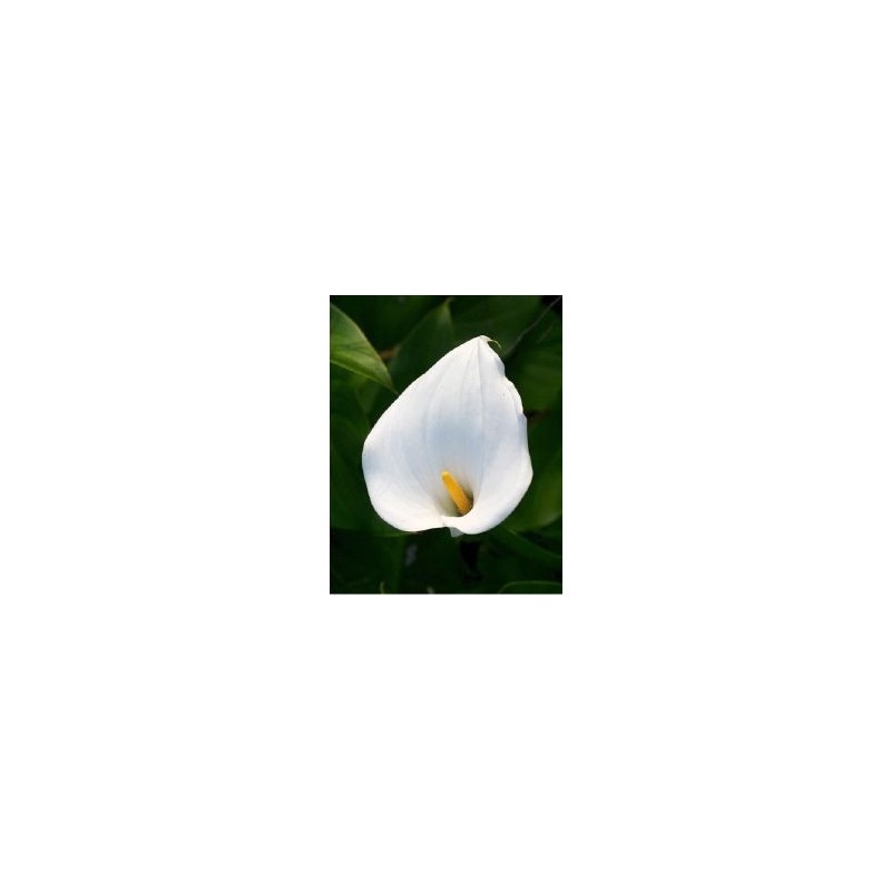  Arum blanc (Zantedeschia)